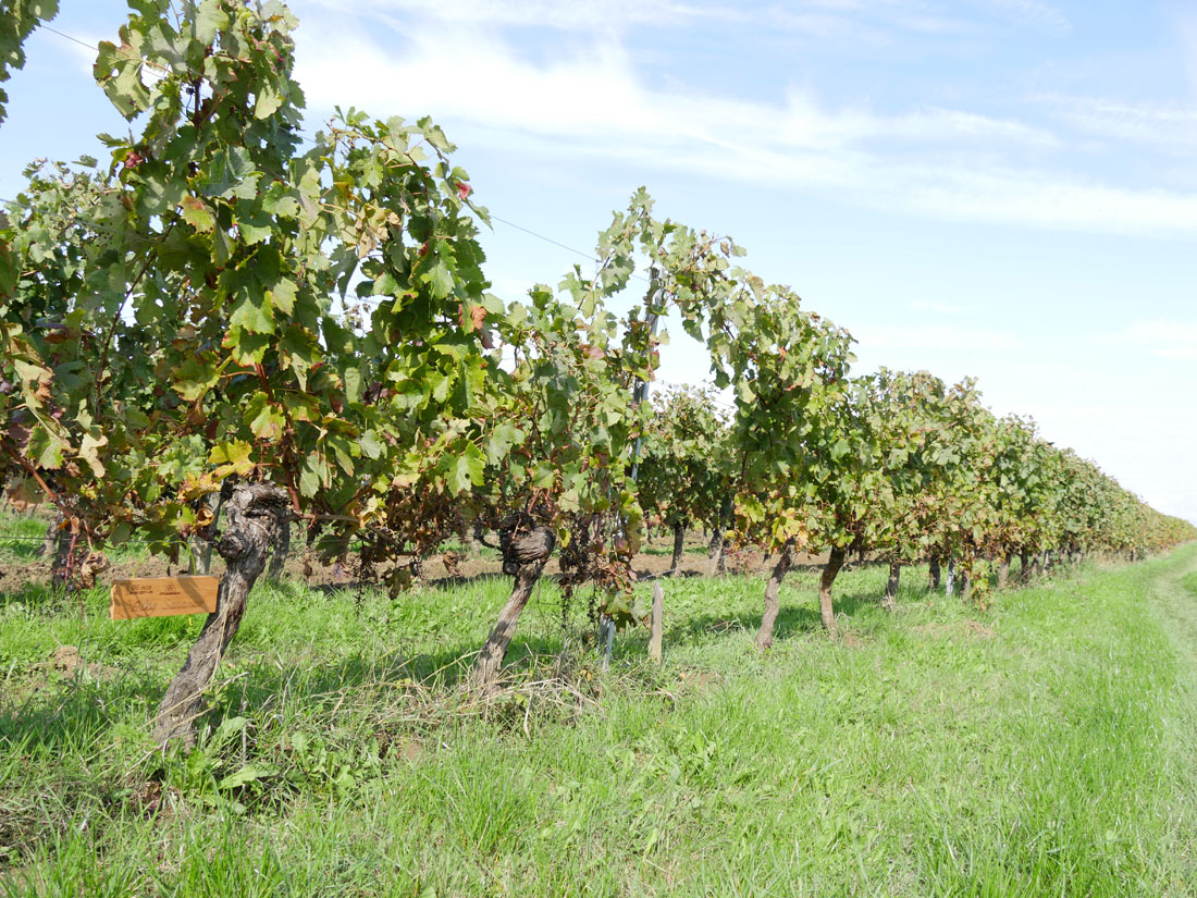 Виноградник на урожай